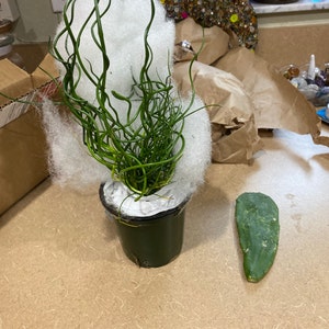 4 or 2 Inch Pot Live Plant Corkscrew Rush/juncus Effusus/twisted Rush ...