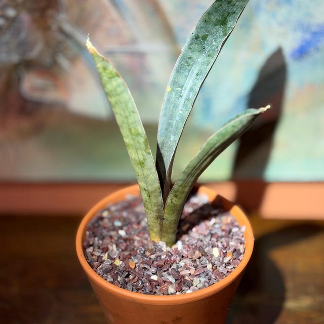 Sansevieria Hallii Dark Pink Bat Rare Uniqe Plant - Etsy
