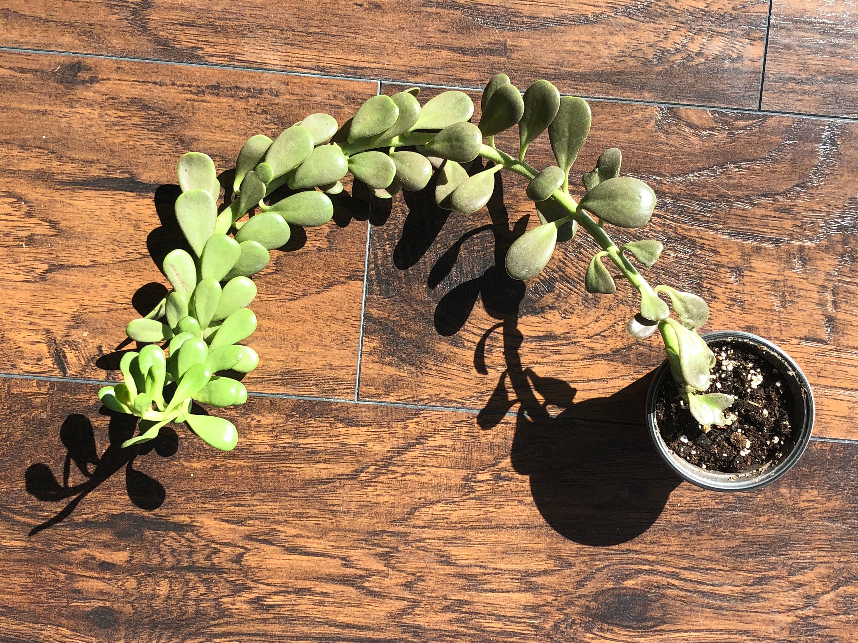 Trailing Jade Plant, Senecio jacobsenii