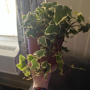 Savannah added a photo of their purchase
