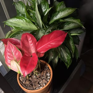 Aglaonema Thailand Red 4” Plant **(ALL Plants Require You to