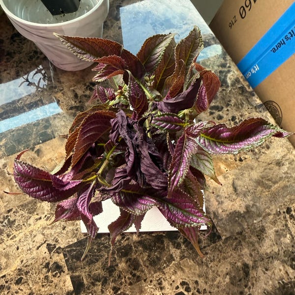 Philodendron Rio Large | Philodendron Rio Starter Planter Plant | Rio ...