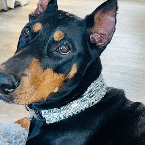 ATHENA IN SWEET PEA & GOLD DOG COLLAR