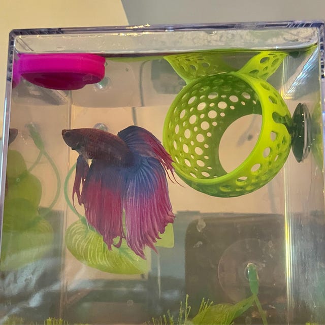 Floating Aquarium Cave Ornament With Frozen Food Feeder Betta Fish Tank Decor Hiding Home for Small Fish Unique Aquascape Handmade Gift Etsy