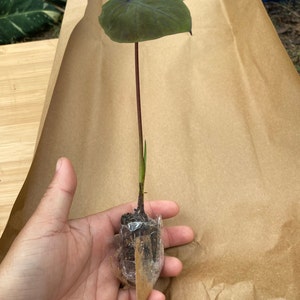 Suphattra ha añadido una foto de su compra