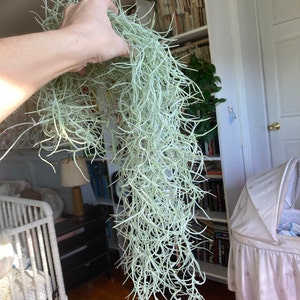 Large Air Plants Colombia Thick Spanish Moss 1 to 1.5 Foot | Etsy
