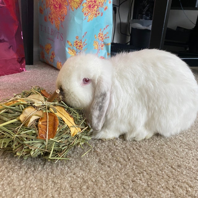 The Floppy Binkery Bunny Treats by TheFloppyBinkery on Etsy