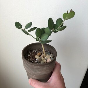 tradescantia cuttings tahitian veil