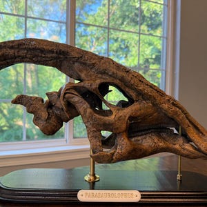 パラサウロロフス・ワルケリの頭蓋骨化石レプリカ：博物館級の品質、硬