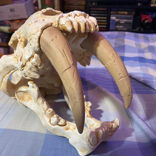 Crâne De Daeodon Shoshonensis - Réplique Fossile Qualité Musée