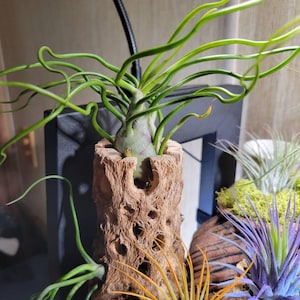 indoor house plant watering hose Hose That Connects to Faucet