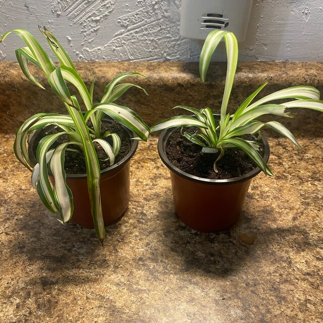 potted succulent Crassula swaziensis Variegata 'Money Maker'