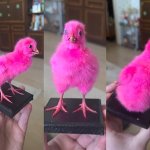 Ina added a photo of their purchase
