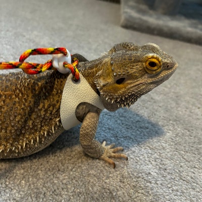 Bearded Dragon Mask Valentine's Day Costume For Bearded Dragons