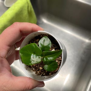 Acquirente Etsy ha aggiunto una foto del proprio acquisto