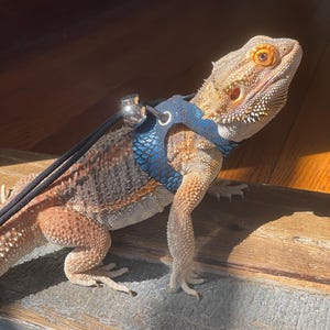 Chinese water dragon leash clearance