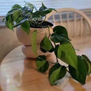 Light + Ladder: Fondra Self Watering Pot