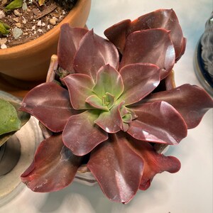 4” Echeveria 'autumn Flame' , Hybrid Succulents, Live Plants