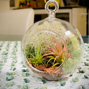 Air Plant Terrarium Kit Gift Box - Etsy