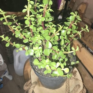 Regina さんが購入した商品の写真を追加しました