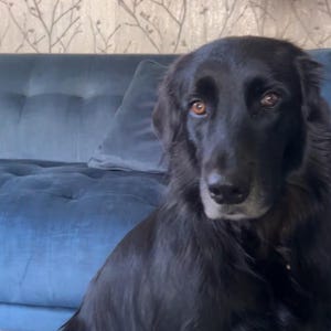 holly heeft een foto van de aankoop toegevoegd
