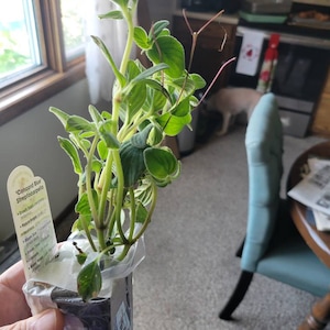 JAMES hat ein Foto des gekauften Artikels hinzugefügt