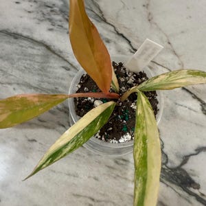 Kathryn さんが購入した商品の写真を追加しました