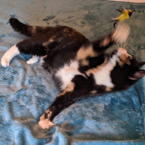 Lauren added a photo of their purchase