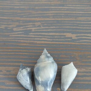 Sharon lade till en bild av sitt köp