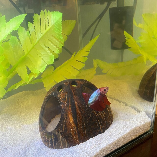 Cichlid Cave Hide Stone Large Betta Pleco Fish Aquarium Rock Decoration Shelter  256261739883