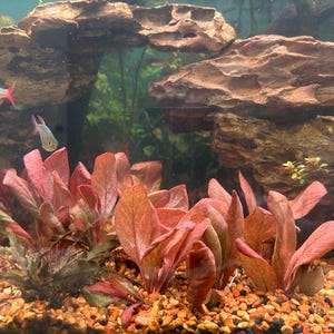 Sue adicionaram uma foto da sua compra