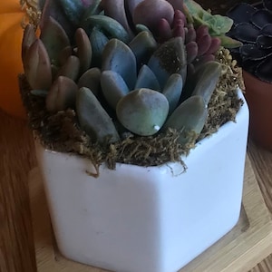 Kim added a photo of their purchase