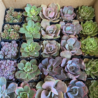 2 25 Pack Assorted Succulent Favors Collection Wedding, Party Favors ...