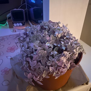 morgan added a photo of their purchase