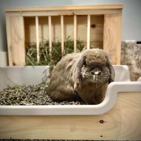 Hop Box Double Entry Rabbit Hay Feeder & Litter Box Combo | Wooden ...
