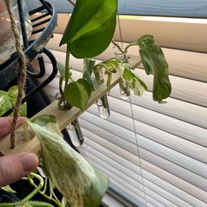 Bobbie added a photo of their purchase