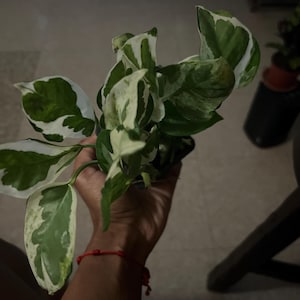 jonelle ha añadido una foto de su compra