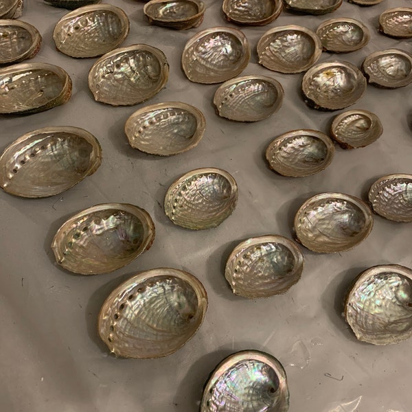 Wholesale (3-4") Threaded Abalone Shells Comes in Great Price. 100% ...