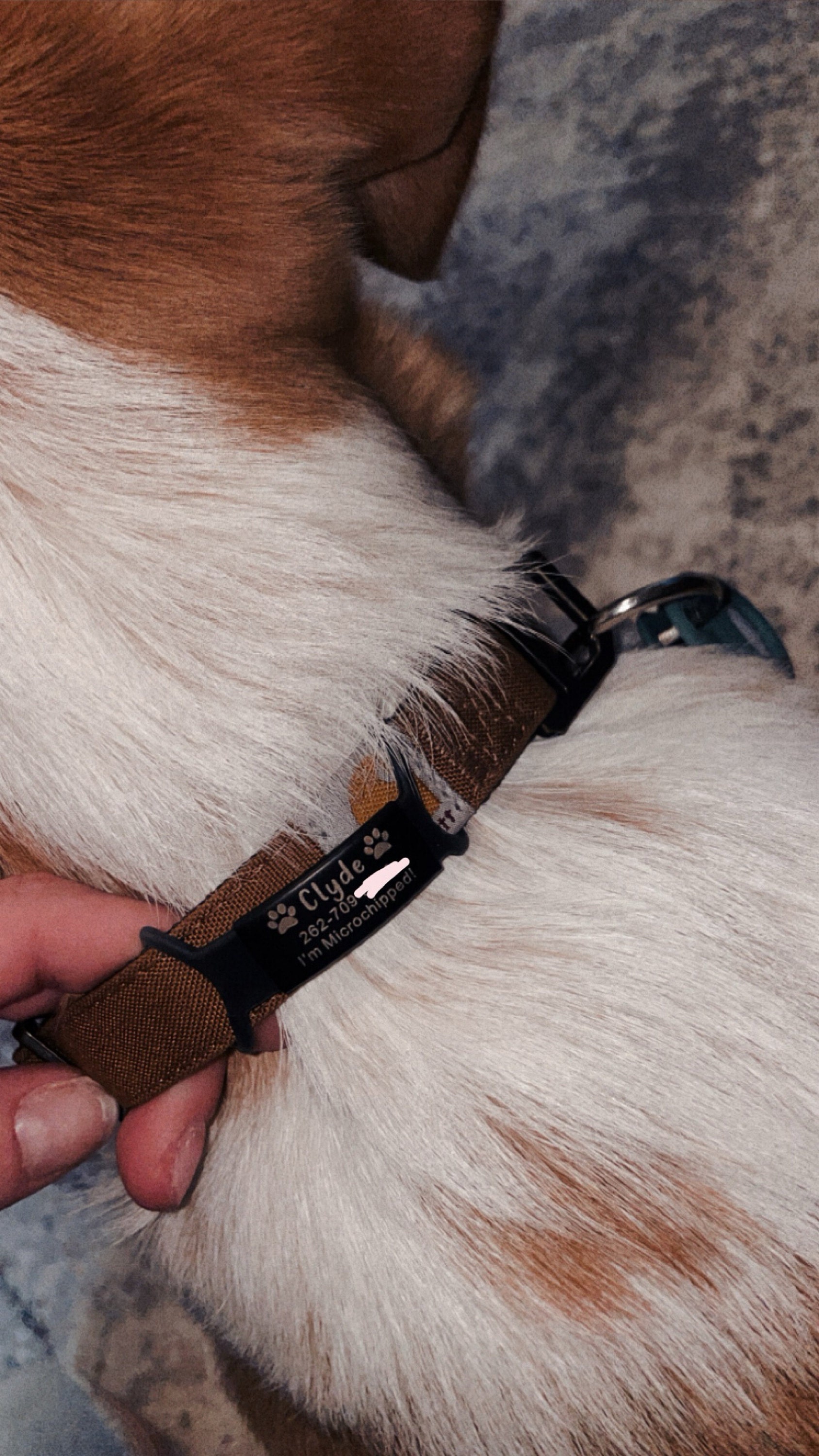 Custom Durable Slide Pet ID Tag🐶🐱,Personalized Name Silicone Dog Tag, Gift for Dog Owner