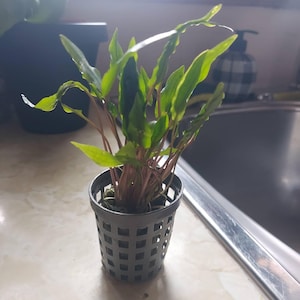 Shea added a photo of their purchase