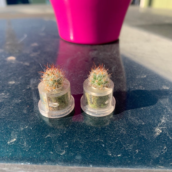Palms Cactus - Live Cacti Terrarium Flower - Cactus Miniature Living ...