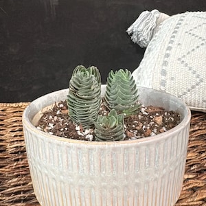 Jaclyn ha añadido una foto de su compra