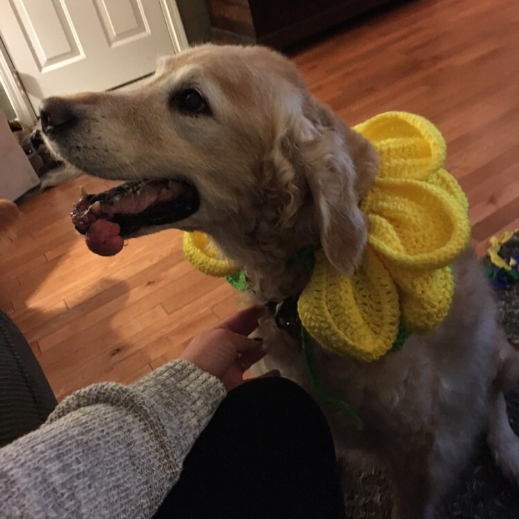 Crochet Flower Dog Collar costume clothing halloween Etsy