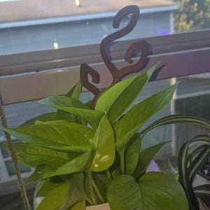 Rashida added a photo of their purchase