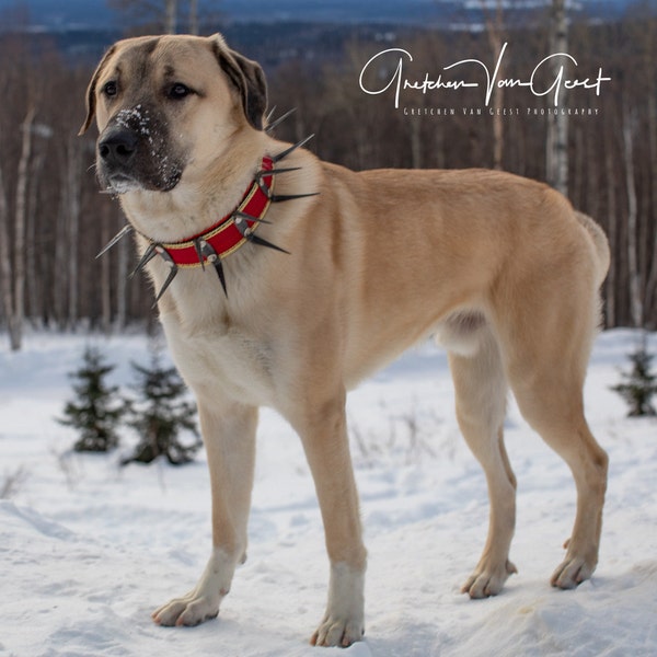 turkish-kangal-dog-collar-iron-dog-collar-agains-wolf-attack-hot