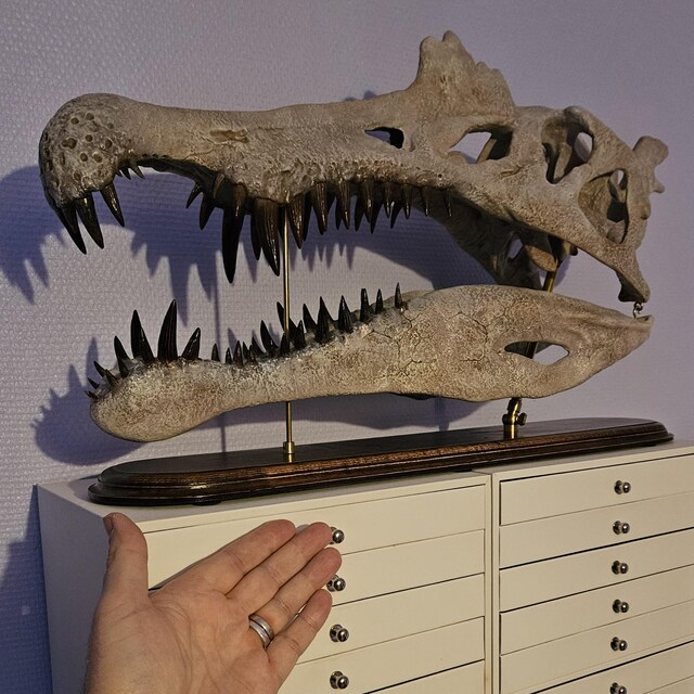 大型スピノサウルスの頭蓋骨レプリカ：手作りの化石スキャン、硬材