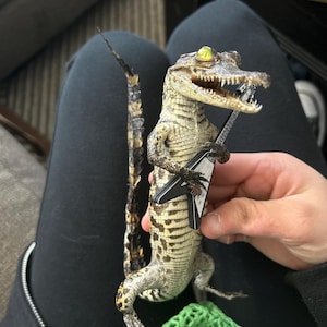 Lyra added a photo of their purchase
