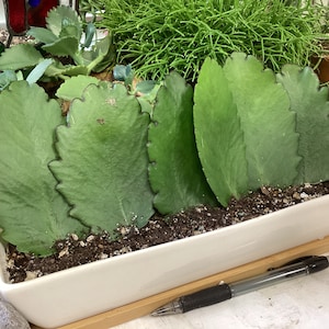 Charles ha añadido una foto de su compra