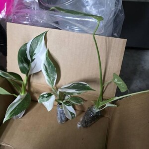 Cindy ha añadido una foto de su compra