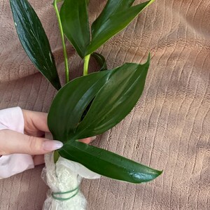 Chloe added a photo of their purchase
